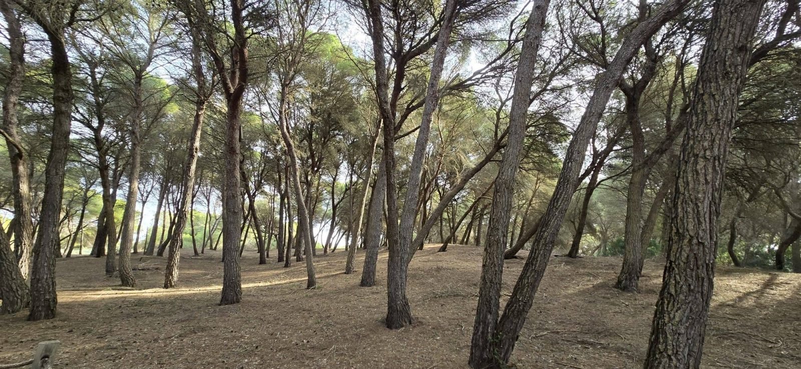 Sendero entre pinos en una ruta por el interior de Mallorca